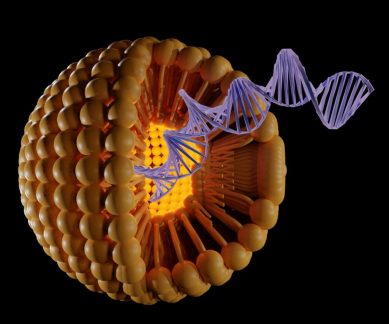 Encapsulation of the DNA within liposomes would be useful for pr